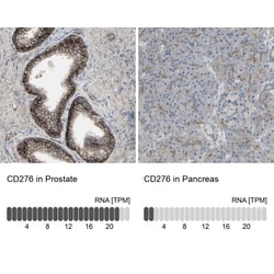 B7-H3/CD276 Antibody, Novus Biologicals:Antibodies:Primary Antibodies